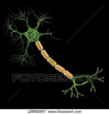 خلية العصب إنسانية Artwork معرض الأشكال U29082847 Fotosearch