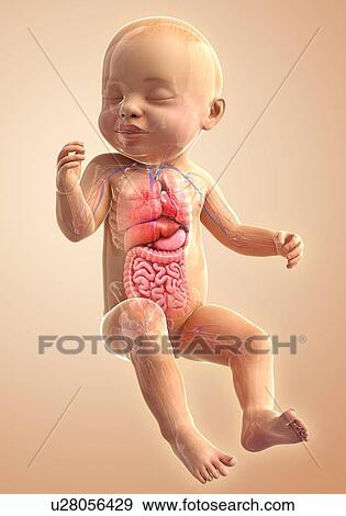 Baby's internal organs, artwork View Large Illustration Stock Illustration - Baby's internal organs, artwork. Fotosearch