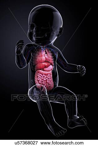 Stock Illustration - Baby's internal organs, artwork. Fotosearch