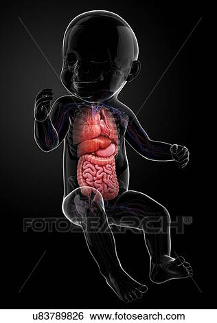 Stock Illustration - Baby's internal organs, artwork. Fotosearch