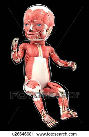 Baby's muscular system, artwork View Large Illustration Clip Art - Baby's muscular system, artwork. Fotosearch