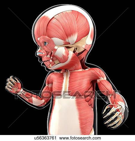 Baby's muscular system, artwork View Large Illustration Clip Art - Baby's muscular system, artwork. Fotosearch