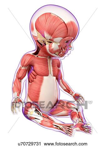 Baby's muscular system, artwork View Large Illustration Clip Art - Baby's muscular system, artwork. Fotosearch