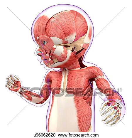 Clipart - Baby's muscular system, artwork. Fotosearch