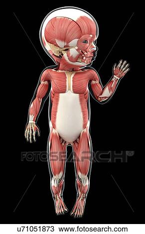 Baby's muscular system, artwork View Large Illustration Drawing - Baby's muscular system, artwork. Fotosearch