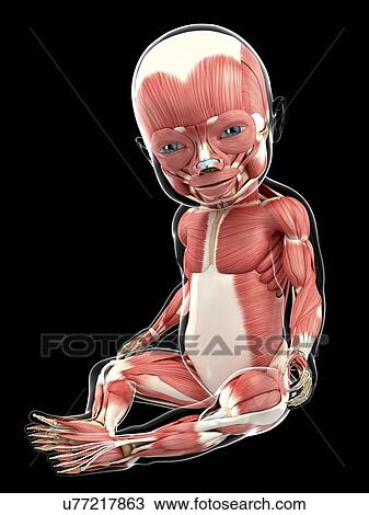 Baby's muscular system, artwork Drawing | u77217863 | Fotosearch