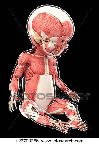 Stock Illustration - Baby's muscular system, artwork. Fotosearch