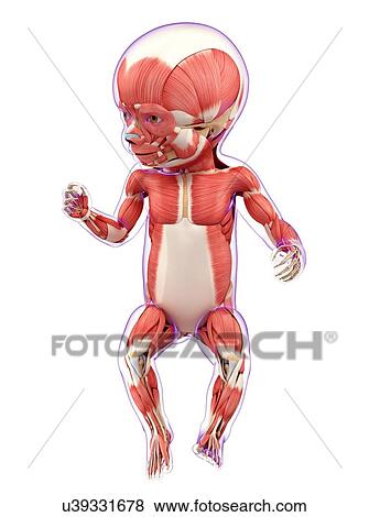 Stock Illustration - Baby's muscular system, artwork. Fotosearch