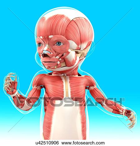 Stock Illustration - Baby's muscular system, artwork. Fotosearch