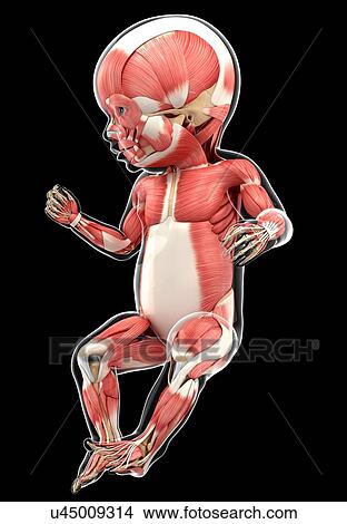 Baby's muscular system, artwork View Large Illustration Stock Illustration - Baby's muscular system, artwork. Fotosearch