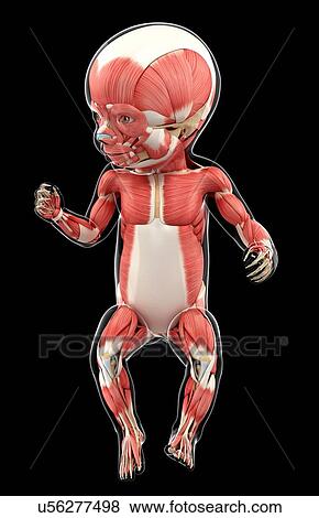 Stock Illustration - Baby's muscular system, artwork. Fotosearch
