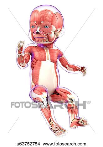 Baby's muscular system, artwork View Large Illustration Stock Illustration - Baby's muscular system, artwork. Fotosearch