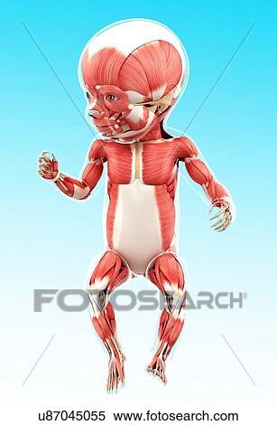 Stock Illustration - Baby's muscular system, artwork. Fotosearch