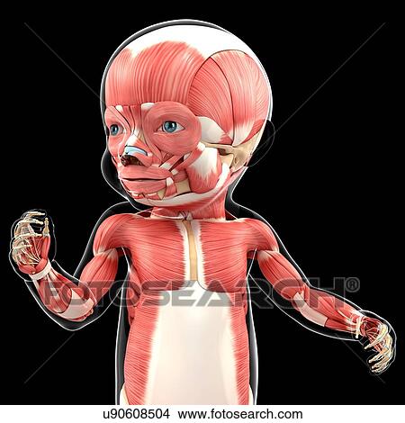 Baby's muscular system, artwork View Large Illustration Stock Illustration - Baby's muscular system, artwork. Fotosearch