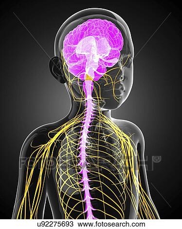 Drawing - Child's central nervous system, artwork. Fotosearch