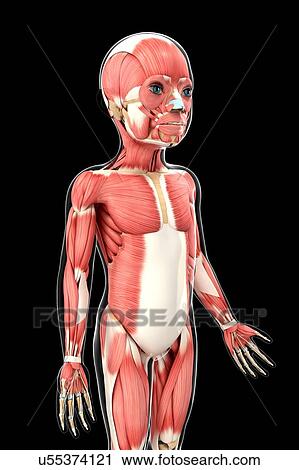 Child's muscular system, artwork View Large Illustration Clip Art - Child's muscular system, artwork. Fotosearch