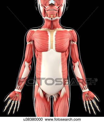 Clipart - Child's muscular system, artwork. Fotosearch