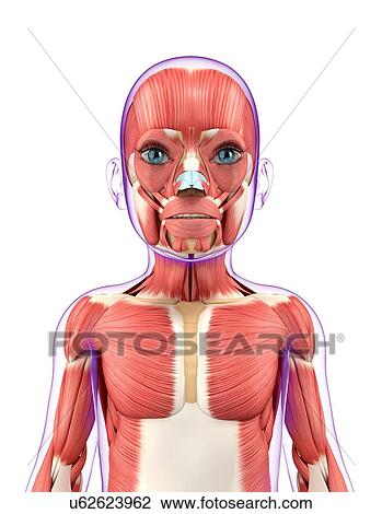 Drawing - Child's muscular system, artwork. Fotosearch
