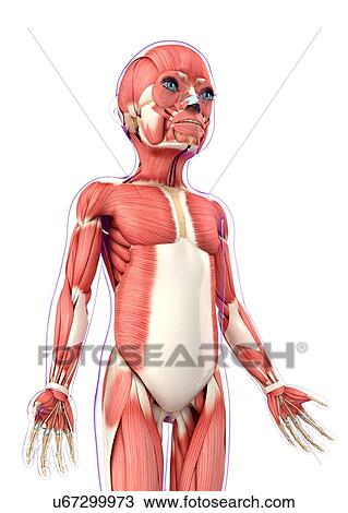 Drawing - Child's muscular system, artwork. Fotosearch
