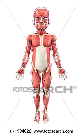Child's muscular system, artwork View Large Illustration Drawing - Child's muscular system, artwork. Fotosearch