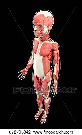 Child's muscular system, artwork View Large Illustration Drawing - Child's muscular system, artwork. Fotosearch