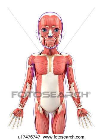 Child's muscular system, artwork View Large Illustration Stock Illustration - Child's muscular system, artwork. Fotosearch