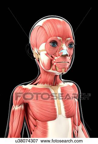 Child's muscular system, artwork View Large Illustration Stock Illustration - Child's muscular system, artwork. Fotosearch
