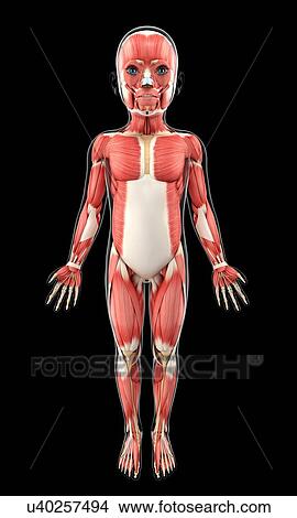 Stock Illustration - Child's muscular system, artwork. Fotosearch