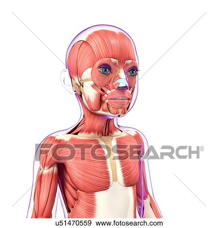 Stock Illustration - Child's muscular system, artwork. Fotosearch