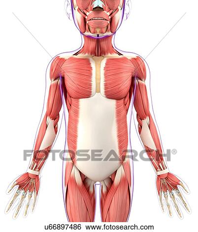 Child's muscular system, artwork View Large Illustration Stock Illustration - Child's muscular system, artwork. Fotosearch