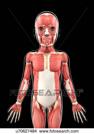 Stock Illustration - Child's muscular system, artwork. Fotosearch