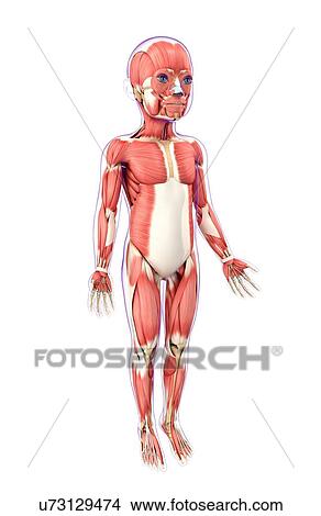 Child's muscular system, artwork View Large Illustration Stock Illustration - Child's muscular system, artwork. Fotosearch