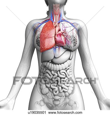 Clip Art - Female anatomy, artwork. Fotosearch