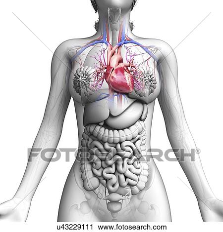 Female anatomy, artwork View Large Illustration Clip Art - Female anatomy, artwork. Fotosearch