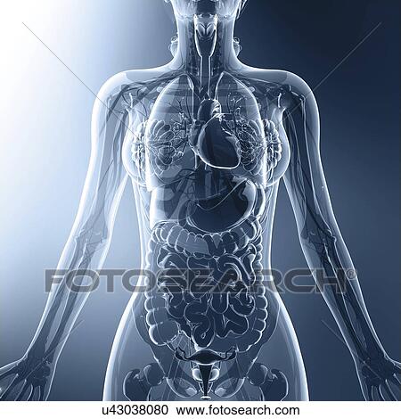 Female anatomy, artwork View Large Illustration Clipart - Female anatomy, artwork. Fotosearch