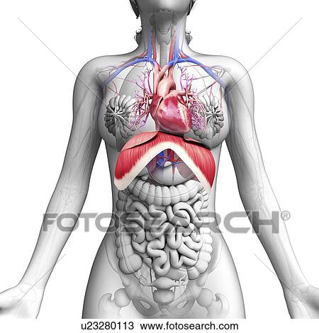 Drawing - Female anatomy, artwork. Fotosearch