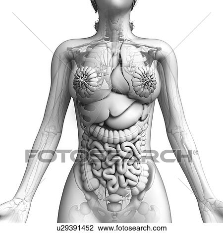 Drawing - Female anatomy, artwork. Fotosearch