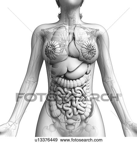 Female anatomy, artwork View Large Illustration Stock Illustration - Female anatomy, artwork. Fotosearch