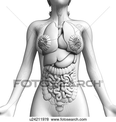 Female anatomy, artwork View Large Illustration Stock Illustration - Female anatomy, artwork. Fotosearch