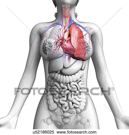 Stock Illustration - Female anatomy, artwork. Fotosearch