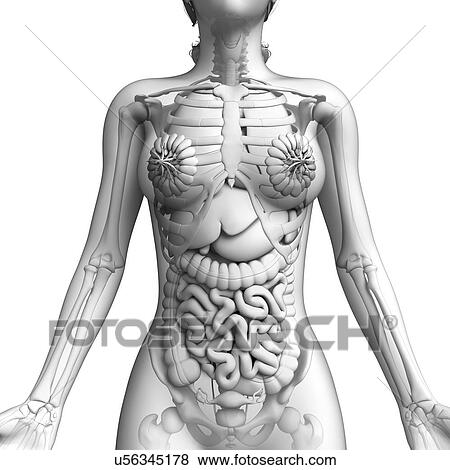 Stock Illustration - Female anatomy, artwork. Fotosearch