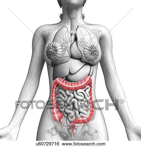 Stock Illustration - Female anatomy, artwork. Fotosearch
