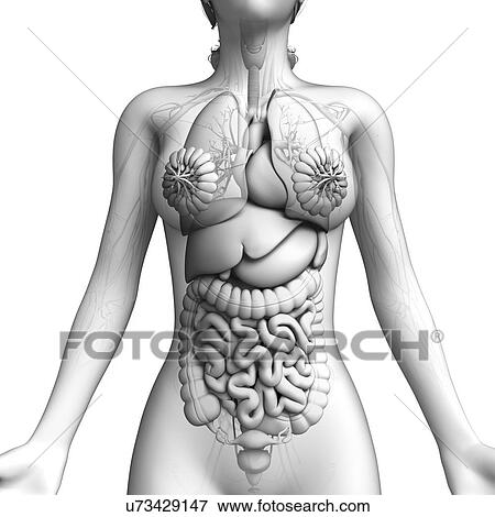 Stock Illustration - Female anatomy, artwork. Fotosearch