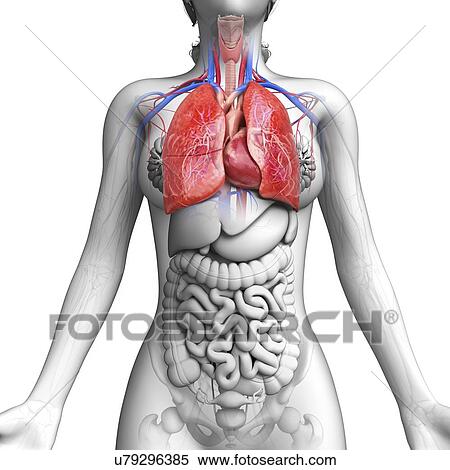 Stock Illustration - Female anatomy, artwork. Fotosearch