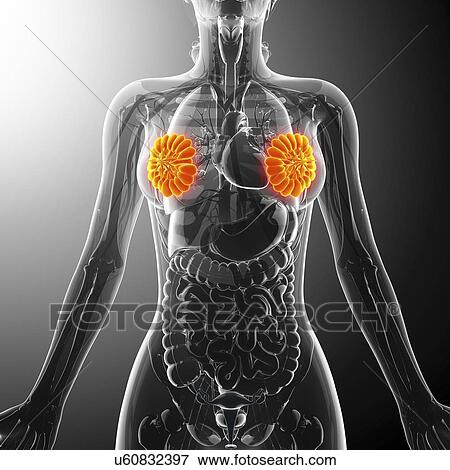 Female breasts, artwork View Large Illustration Stock Illustration - Female breasts, artwork. Fotosearch