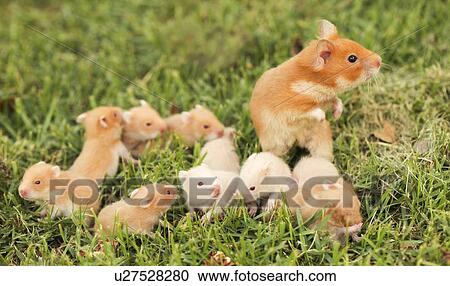 Clipart - golden hamster pet with young. Fotosearch