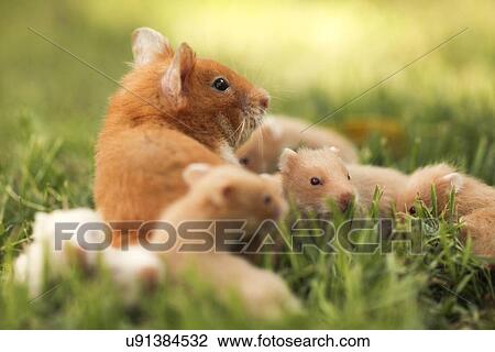 Drawing - golden hamster pet with young. Fotosearch