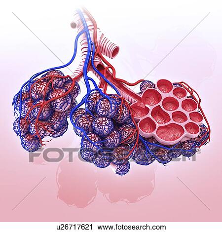 Clip Art - Human alveoli, artwork. Fotosearch