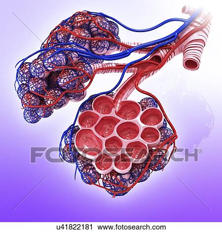Clip Art - Human alveoli, artwork. Fotosearch