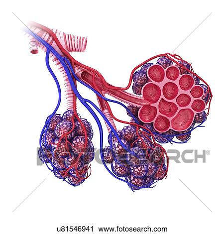 Human alveoli, artwork View Large Illustration Clip Art - Human alveoli, artwork. Fotosearch